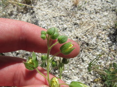 Emmenanthe penduliflora penduliflora