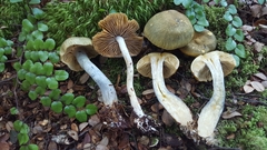 Cortinarius calaisopus