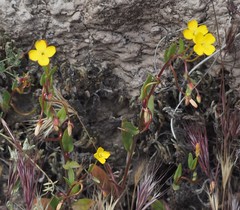 Camissoniopsis ignota
