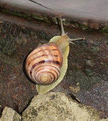 Helix albescens