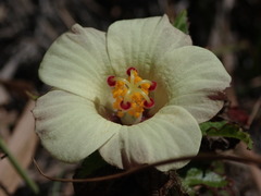 Hibiscus richardsonii