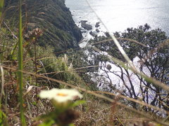 Hibiscus richardsonii