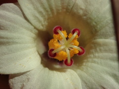 Hibiscus richardsonii