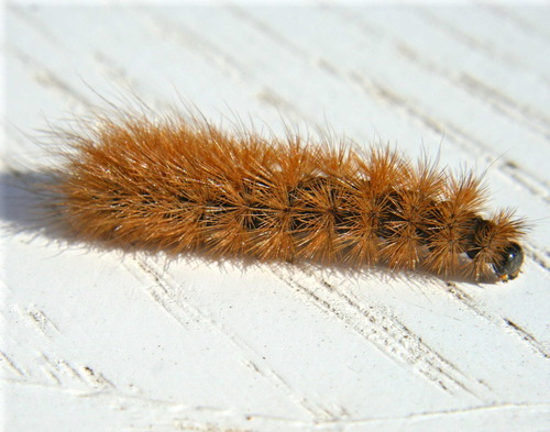 Rudoji meškutė nuotrauka