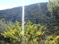 Veronica diosmifolia