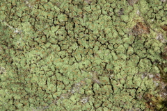 Psilolechia lucida