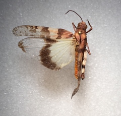 Trimerotropis californica