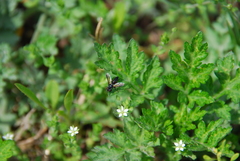 Leucostomatini