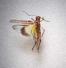 Derotmema laticinctum