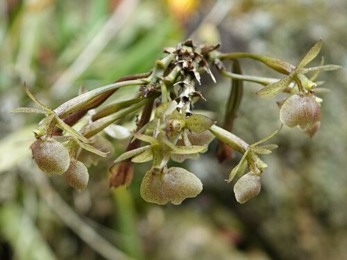 Epidendrum coriifolium Lindl. 4