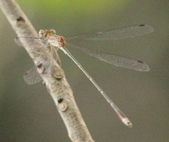 Lestes elatus
