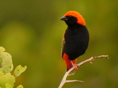 Zanzibar Red Bishop photo 3