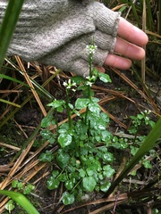 Cardamine breweri orbicularis