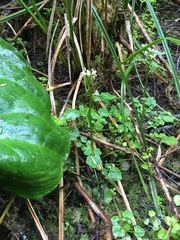 Cardamine breweri orbicularis