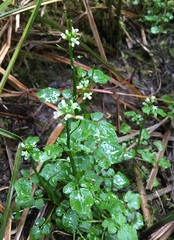 Cardamine breweri orbicularis