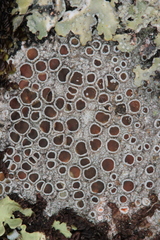 Lecanora subrugosa
