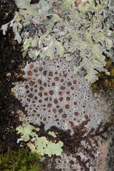 Lecanora subrugosa