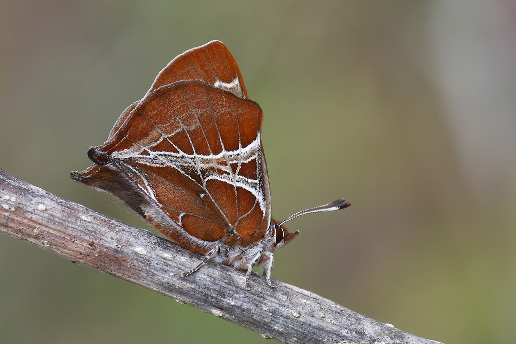 Amblopala