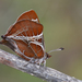 Chinese Hairstreak - Photo (c) Shipher Wu, some rights reserved (CC BY-NC), uploaded by Shipher Wu