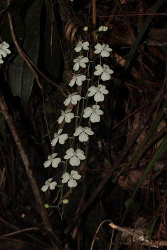 Aerangis citrata (Thouars) Schltr. 3