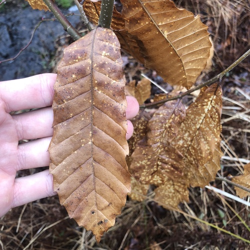 Chinese chestnut (Castanea mollissima)