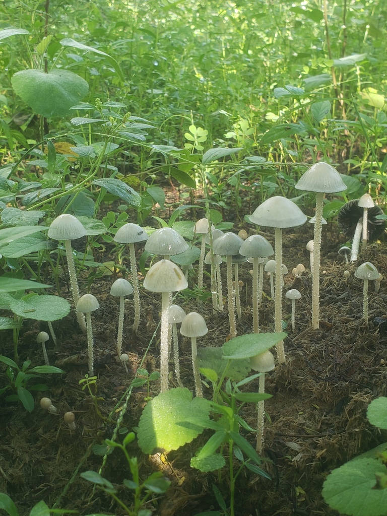 Panaeolus antillarum · April 2023 · photo: © renatofbandeira (iNaturalist, cc-by)