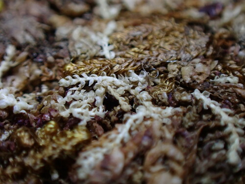 Image of Fuscocephaloziopsis albescens by no rights reserved