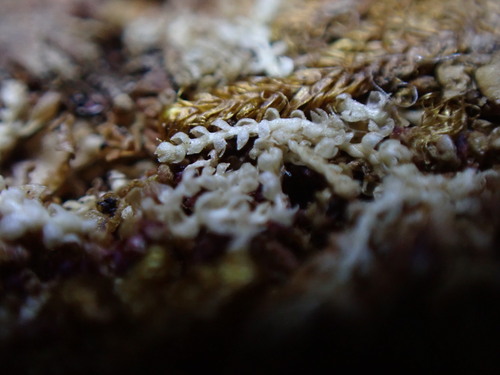 Image of Fuscocephaloziopsis albescens by no rights reserved