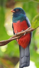 Slaty-Tailed Trogon photo 5
