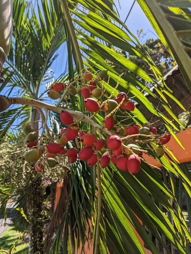 Adonidia merrillii