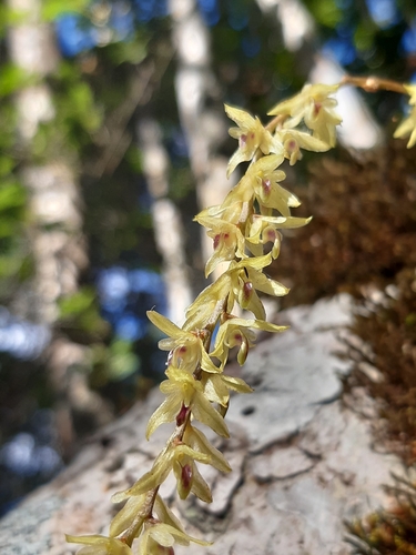 Leandrianum Orchid