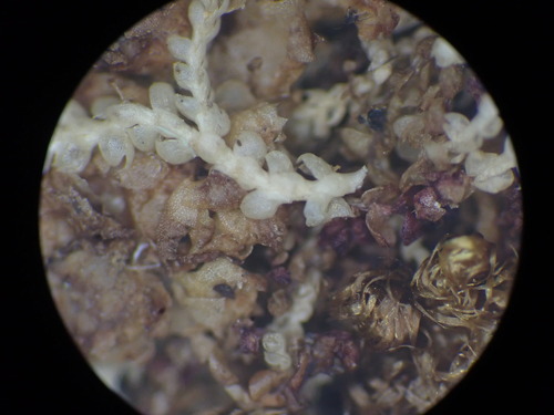 Snow Threadwort (Fuscocephaloziopsis albescens)
