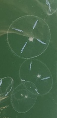 Mitrocoma cellularia image