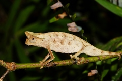 Brown Leaf Chameleon photo 4