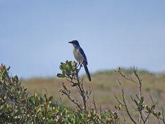Island Scrub-Jay photo 5