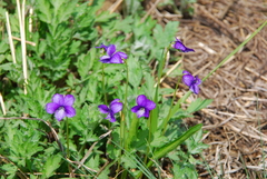 Viola mandshurica