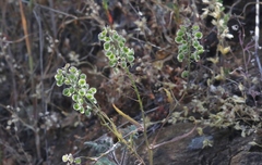 Thysanocarpus conchuliferus