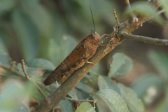 Cyrtacanthacridini