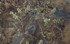 Thysanocarpus conchuliferus