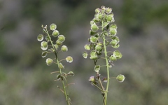 Thysanocarpus conchuliferus