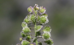 Thysanocarpus conchuliferus