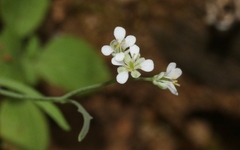 Thysanocarpus conchuliferus