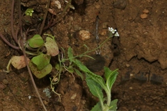 Thysanocarpus conchuliferus