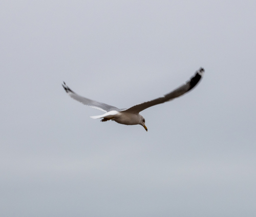 Ring-billed Gull photographed in Colorado