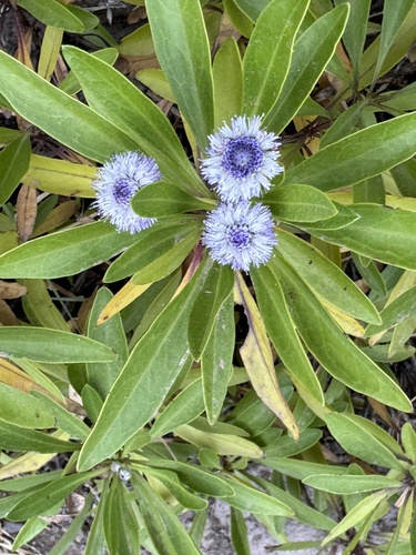 Globularia amygdalifolia, photograph 6
