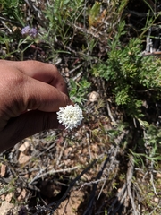 Chaenactis stevioides