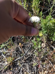 Chaenactis stevioides