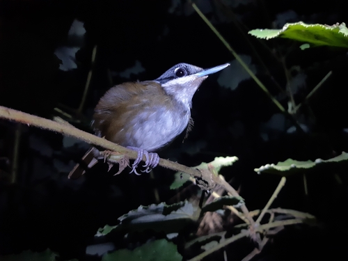 iNaturalist image