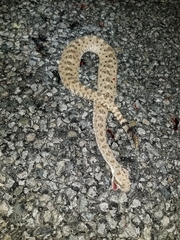 Crotalus cerastes cerastes