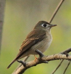 Muscicapa muttui